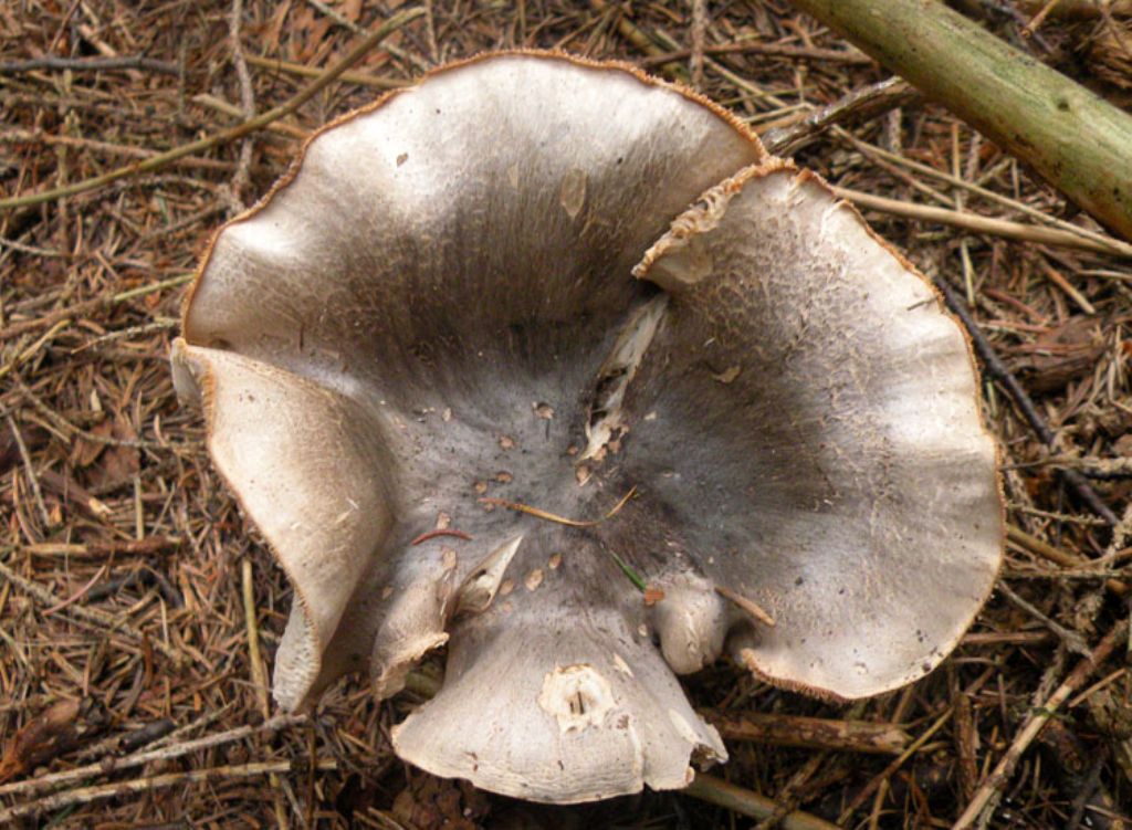 Inocybe o Entoloma?